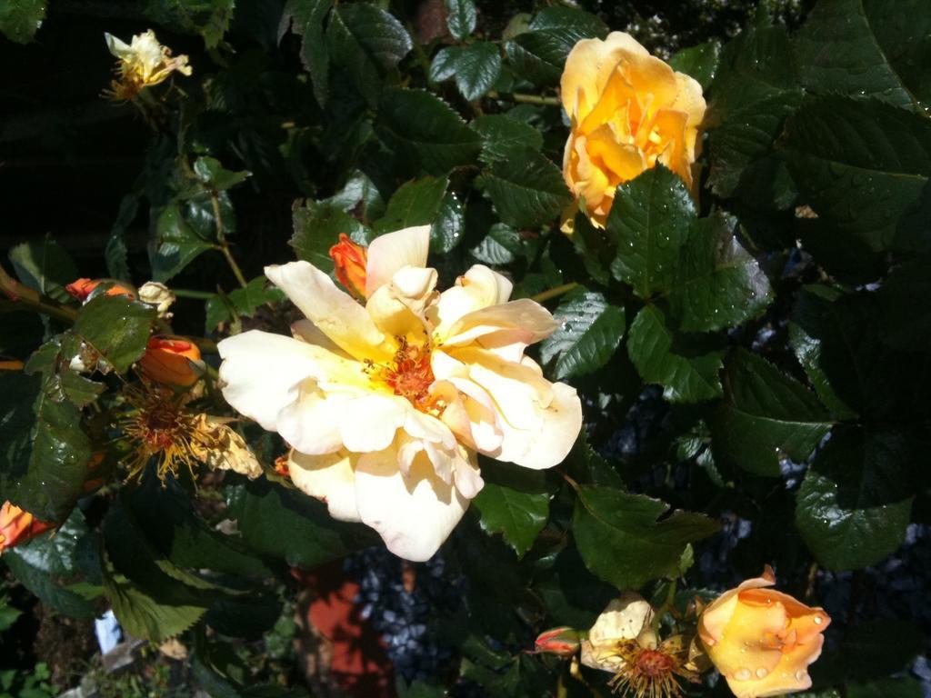 Almond House B&B - Edinburgh — Photos 2
